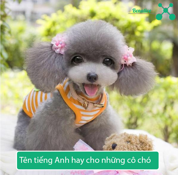 200 Tên Tiếng Anh Cho Chó Theo “Giới Tính” Đáng Yêu