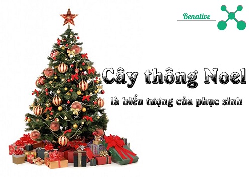 Cay thong Noel